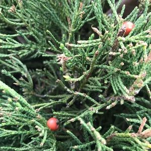 Meet your Posher, Lin